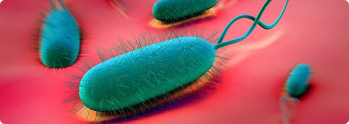 Helicobacter pylori: a bactéria que vive no estômago